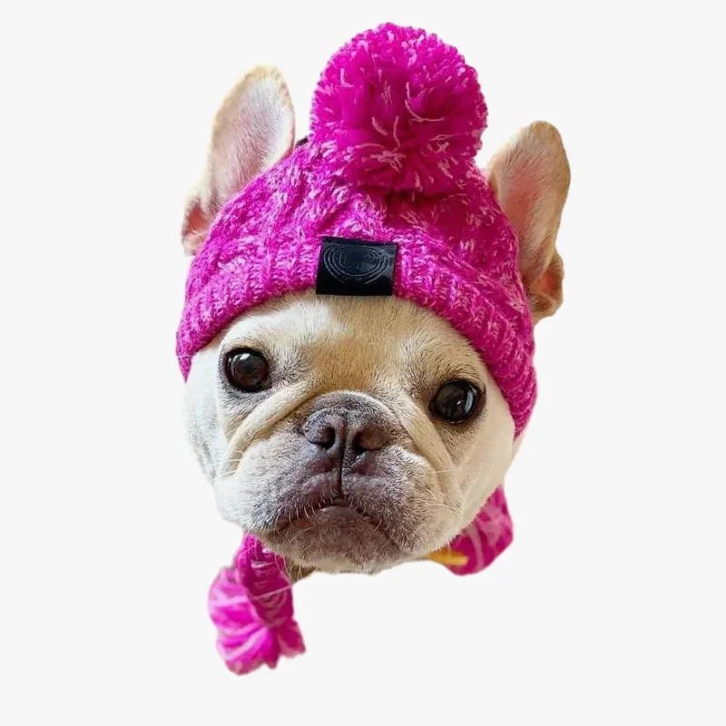 Chien bulldog français adorable avec chapeau et écharpe rose, parfait pour lhiver.