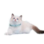 Chat blanc fluffy avec yeux bleus et collier bleu sur fond blanc, pose sereine.