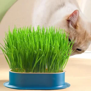 Un chat curieux inspecte de lherbe verte dans un conteneur bleu à lintérieur.