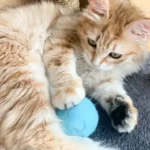 Chat fluffy jouant avec une balle bleue dans un cadre chaleureux et accueillant.