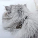 Chat gris fluffy avec collier et cloche, poils doux et volumineux.