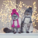 Deux adorables chats en hiver avec chapeaux tricotés, sous des lumières scintillantes.