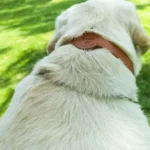 Chien blanc au collier en cuir, profitant dune journée ensoleillée sur un gazon vert.