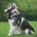 Chien fluffy gris et blanc se prélassant dans la nature sous un doux soleil.