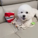 Chien fluffy sur canapé avec jouet ramen, moment ludique et confortable.