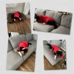 Chien joyeux en hoodie rouge dans un salon cozy, capturant une ambiance chaleureuse.