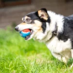 Chien joyeux avec balle rouge et bleue dans lherbe verte au soleil.