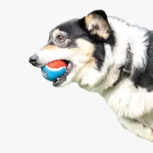 Chien joueur noir et blanc avec balle colorée, prêt pour un moment de plaisir.