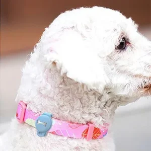 Petit chien blanc fluffy avec un collier rose, regard curieux et adorable.