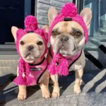 Deux adorables bulldogs français en chapeaux roses dhiver, prêts pour laventure.