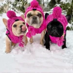 Trois bulldogs français en vestes roses samusent dans la neige.