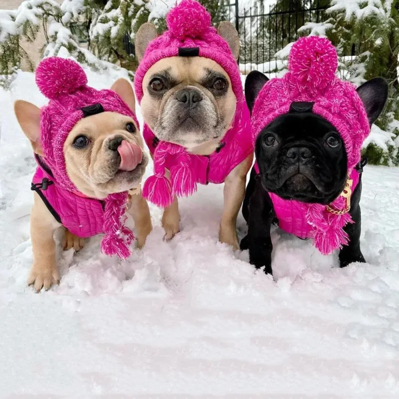 Trois bulldogs français en vestes roses samusent dans la neige.
