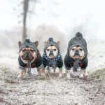 Trois adorables bulldogs français en vêtements dhiver, prêts pour laventure dans la neige.