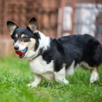 Corgi joueur avec un ballon rouge et bleu sur gazon vert, exprimant joie et énergie.