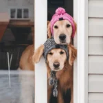 Deux golden retrievers curieux avec chapeaux, regardant à travers une porte en hiver.