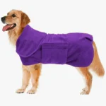 Golden Retriever heureux en manteau violet, prêt pour une promenade chaleureuse et stylée.