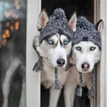 Deux huskies sibériens curieux avec des chapeaux cosy dans une porte accueillante.