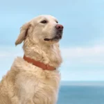 Golden retriever sur la plage, sérénité et joie dans un paysage paisible.