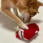 Un Shiba Inu samuse avec un jouet en forme de cup ramen rouge.