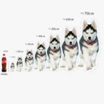 Illustrations de huskies sibériens montrant différentes tailles avec référence à une bouteille de Coca-Cola.