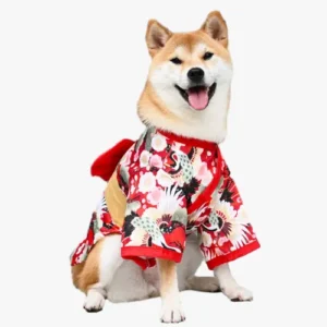 Un Shiba Inu portant un kimono à motifs rouge, noir et blanc sourit à la caméra