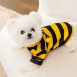 Le Bichon porte un déguisement de manteau en forme d'abeille, trop mignon !