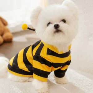 Le Bichon porte un déguisement de manteau en forme d'abeille, trop mignon !