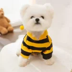 Le Bichon porte un déguisement de manteau en forme d'abeille, trop mignon !