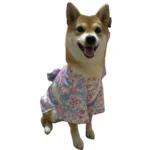 Un chien portant un kimono à motifs rose, bleu et blanc