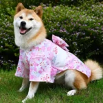 Un Shiba Inu portant un kimono à motifs roses et bleus sourit à la caméra