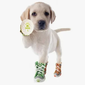 Chiot Labrador joueur avec des baskets colorées et un jouet, prêt à samuser.