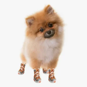 Pomeranian adorable en sneakers colorées, au pelage doré, jouant avec style et charme.