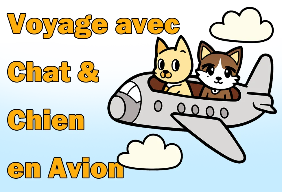 Exigences de voyage en avion pour les chiens et les chats