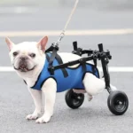 Bouledogue français joyeux en fauteuil roulant, montrant limportance des aides à la mobilité.