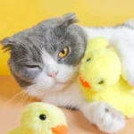 Un chat Scottish Fold joue avec des canards en peluche jaunes sur fond vibrant.