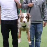 Deux personnes jouent avec un chien australien dans un parc ensoleillé.