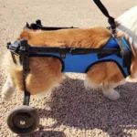 Chien corgi avec aide à la mobilité et harnais bleu dans un parc.