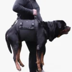 Rottweiler transporté confortablement dans un harnais innovant pour chiens.