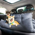 Deux shiba inus heureux en voyage dans une voiture, confortablement installés sur un coussin.