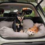 Deux chiens Shiba Inu profitent dun voyage confortable dans un SUV spacieux.