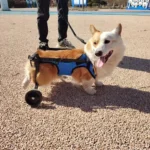 Corgi joyeux sur roues au parc, illustrant lamour et la résilience des animaux.