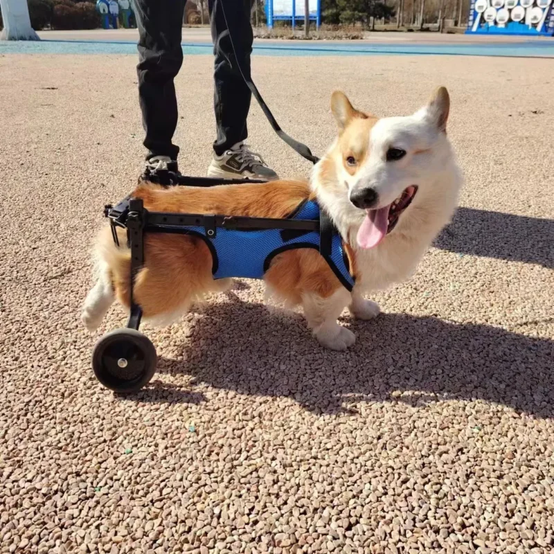 Corgi joyeux sur roues au parc, illustrant lamour et la résilience des animaux.