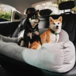 Deux Shiba Inu détendus sur un lit douillet dans une voiture moderne.