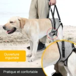 Labrador jaune avec harnais confortable, jouant dans un environnement extérieur paisible.