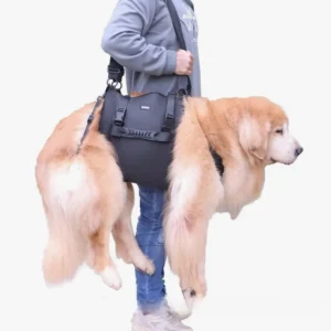 Personne portant un golden retriever dans un harnais confortable et ergonomique.