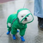 Chien adorable en imperméable vert et bottes bleues sous la pluie.