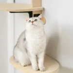 Chat blanc-gris curieux sur plateforme bois dun arbre à chat moderne et élégant.