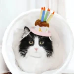 Chat mignon avec chapeau danniversaire, noir et blanc, dans un environnement chaleureux.