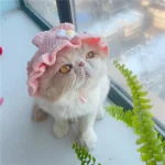 Chat mignon avec chapeau rose, profitant du soleil près de la fenêtre.