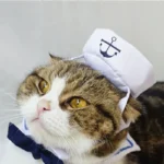 Chat adorable en tenue de marin avec chapeau ancre et nœud papillon.